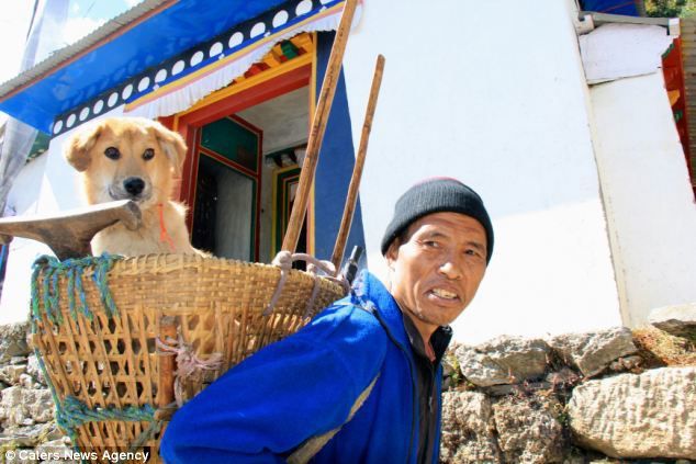 Бездомна собака-альпініст підкорила гору Еверест. Рупі — прекрасний приклад того, що може зробити навіть безпритульний пес, якщо йому дати другий шанс.