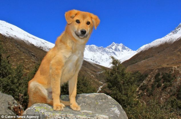 Бездомна собака-альпініст підкорила гору Еверест. Рупі — прекрасний приклад того, що може зробити навіть безпритульний пес, якщо йому дати другий шанс.