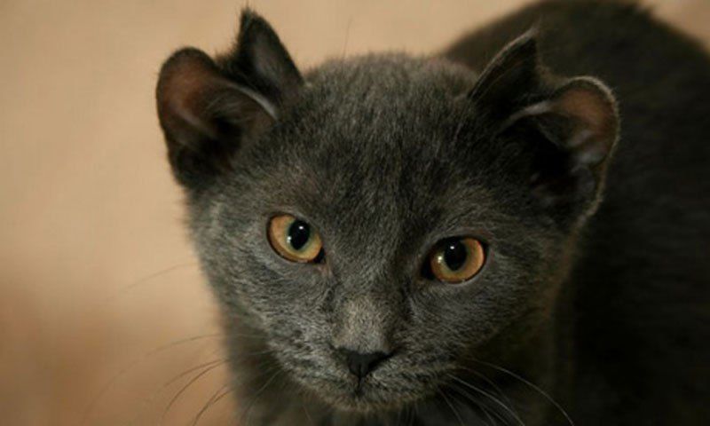 Ніби з іншої планети: кошеня на ім'я Йода народилося з чотирма вухами. Фото рідкісної кішки, яка народилася у 2006 році з двома додатковими вухами (вони більше схожі на відкидні стулки), недавно опублікував TwistedSifter.