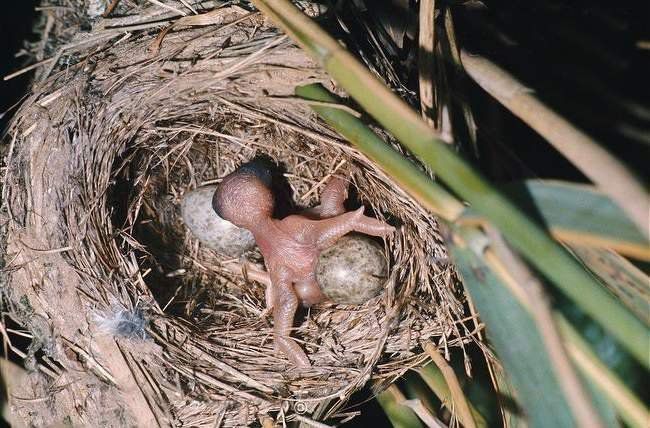 Цікаві факти, як зозуля підкидає свої яйця. Зозуля відома всім за унікальну майстерність підкидати свої яйця у гнізда інших птахів, що по-науковому це звучить як сімейний паразитизм.