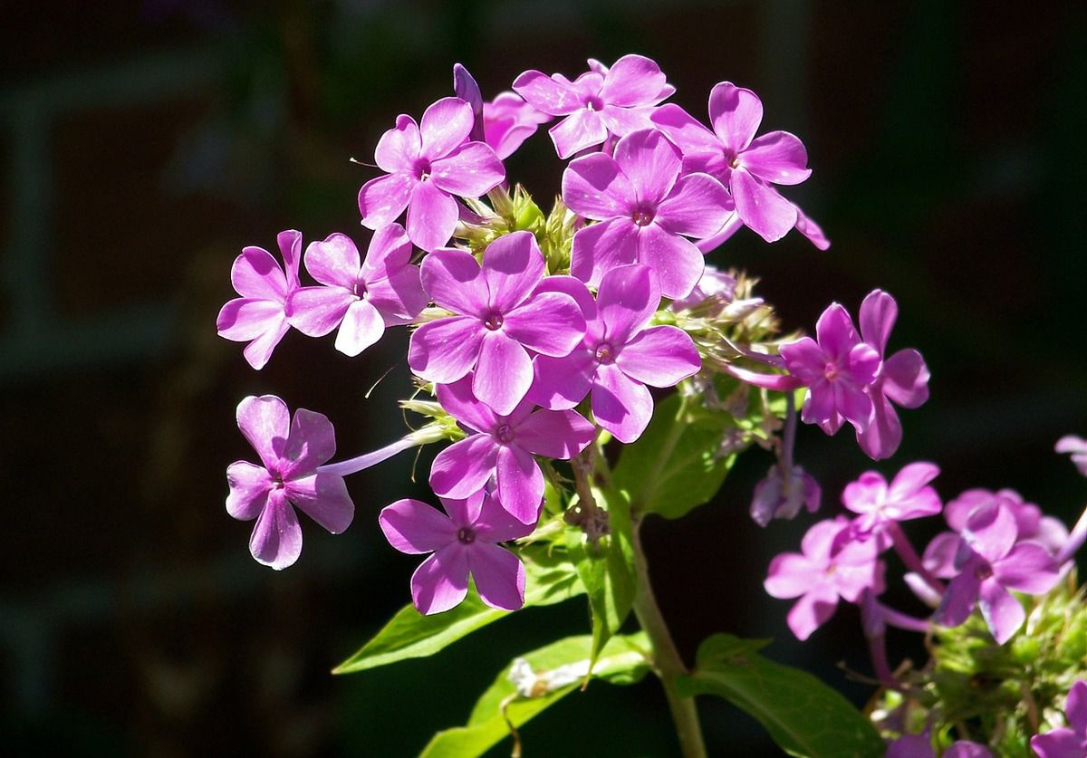 Огляд п'яти видів найневибагливіших багаторічних квітів для ледачого дачника. Удалого вам дачного сезону!