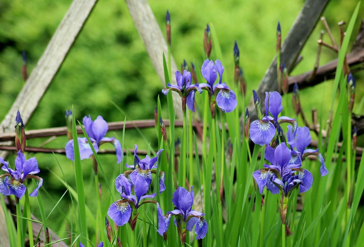 Огляд п'яти видів найневибагливіших багаторічних квітів для ледачого дачника. Удалого вам дачного сезону!