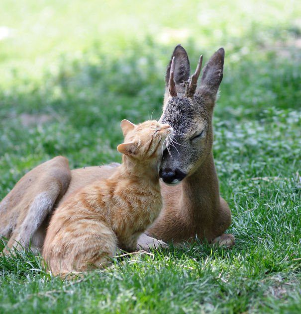 Добірка теплих фото незвичайної дружби тварин. У них є чому повчитися людям!