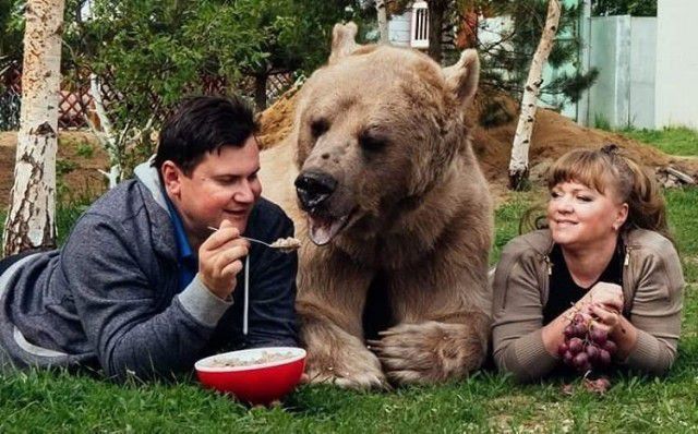 Слабкий і голодний ведмедик вліз на руки чоловіку, обійняв його і почав лизати вухо. Так і почалася неймовірна історія довжиною у 25 років!