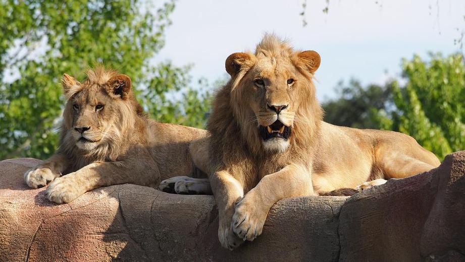 З національного парку в Лімпопо втекло 14 левів. В даний час рейнджери стежать за переміщенням прайду і чекають моменту, коли тварин можна буде взяти.