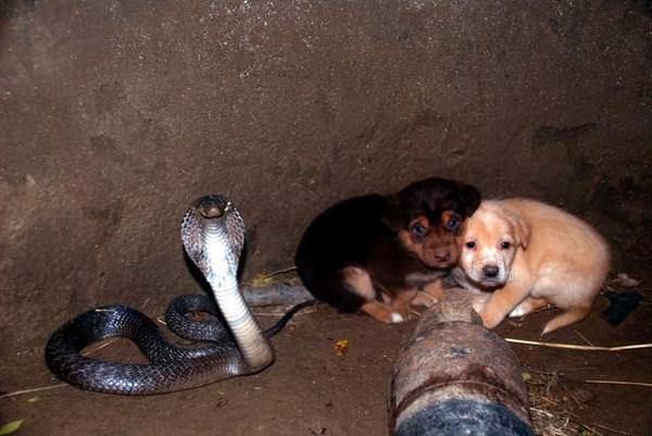 2 цуценя потрапили в яму з коброю. Через 2 дні рятувальники були здивовані побаченим!. В Індії живе величезна кількість бездомних собак, які деколи створюють безліч проблем.