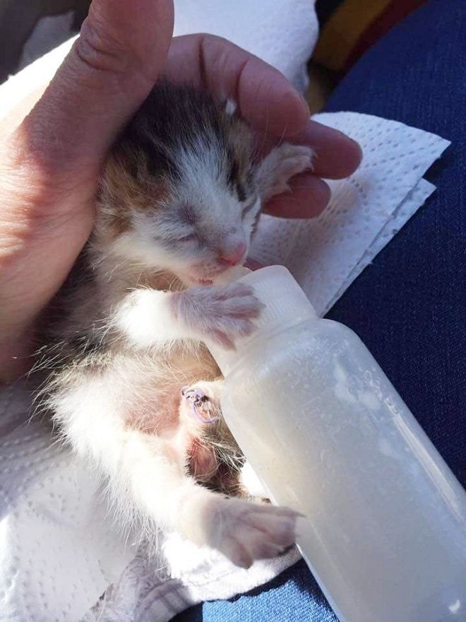 Дівчина знайшла бездомне кошеня, а воно виявилося унікальним. Холлі не раз чула про те, як цуценят викидають в сміттєві баки, а потім хтось їх знаходить і рятує малюкам життя.