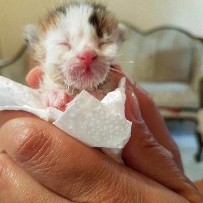 Дівчина знайшла бездомне кошеня, а воно виявилося унікальним. Холлі не раз чула про те, як цуценят викидають в сміттєві баки, а потім хтось їх знаходить і рятує малюкам життя.
