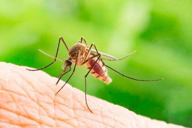 Вчені розповіли, яка музика ефективно відлякує комарів. Виявляється, звук є важливим елементом в розмноженні, виживанні і збереженні популяцій багатьох видів живих організмів.