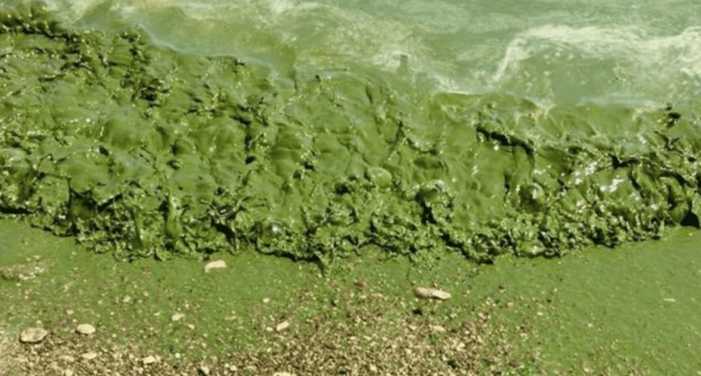 Морська вода на узбережжі Одеси перетворилася в рідину зеленого кольору: чим це небезпечно для людей?. Вся справа – в отруйних водоростях, які можуть стати серйозною проблемою для здоров'я людини.