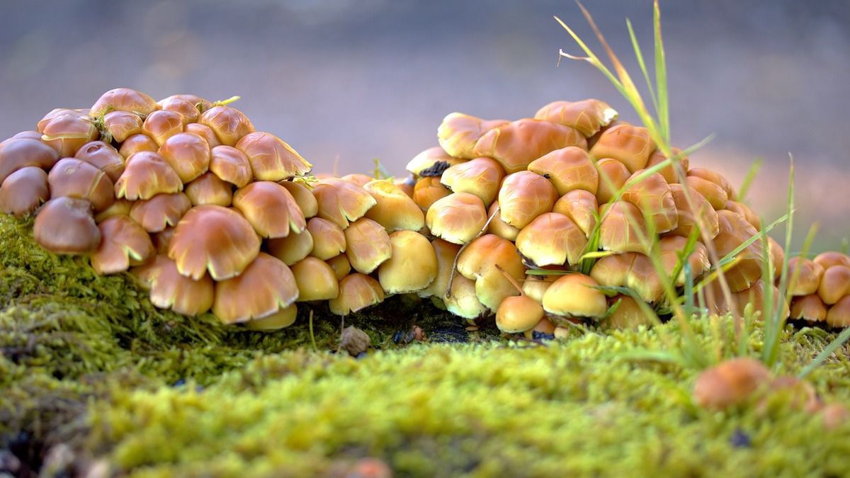 Біологи виявили «торговельні відносини» між рослинами та грибами. Більшість рослин суші живуть в тісних, часто симбіотичних відносинах з грибами.