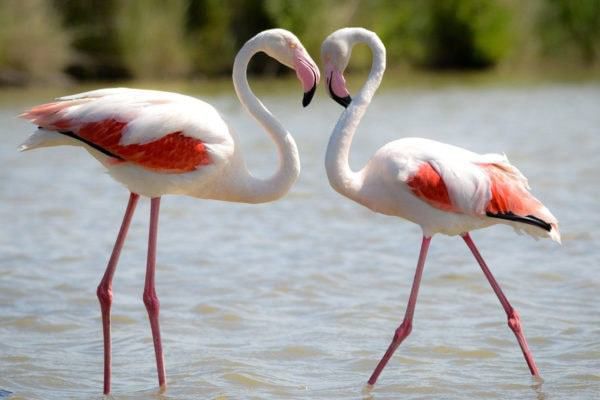 Фламінго: чому ці птахи мають рожеве забарвлення?. Науково доведено, що саме їжа, що переважає в раціоні птиці, визначає колір оперення.