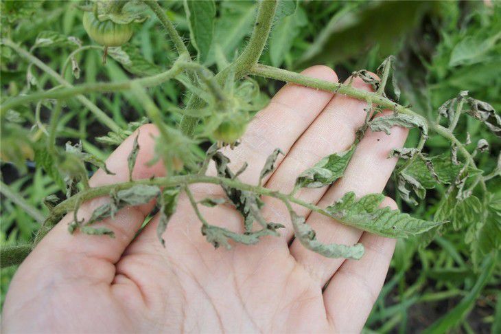 Нехватка вологи і закручування листя помідорів