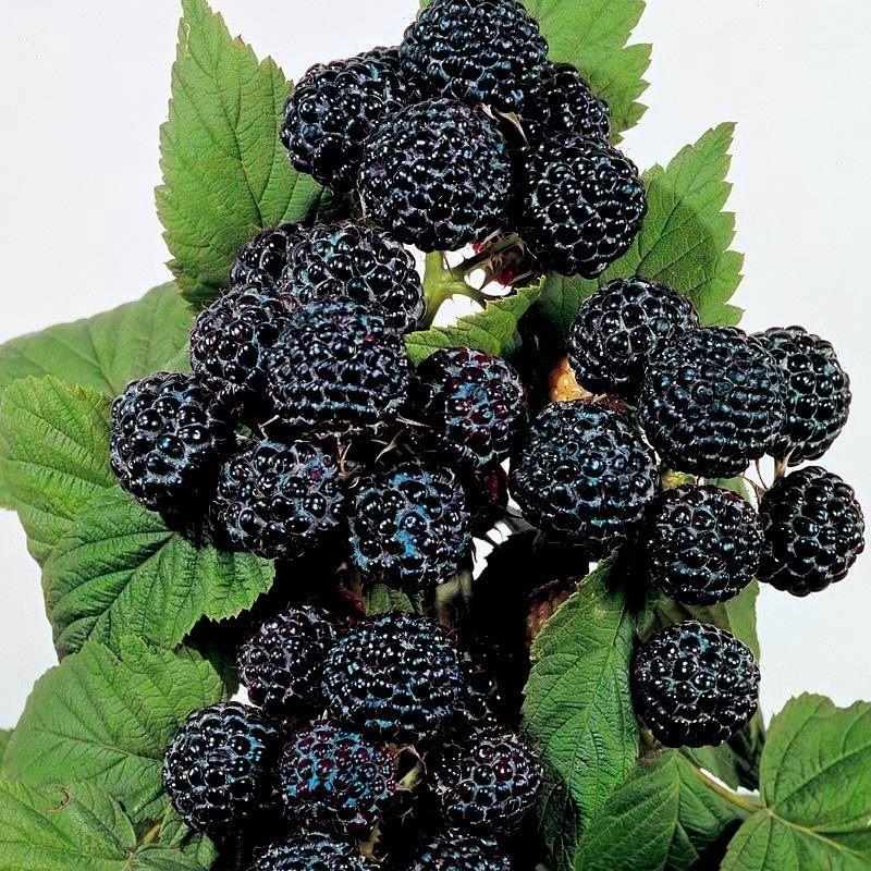 Чорна малина: сорти посадка і догляд. Розмножується вона укоріненням верхівок пагонів, як ожина, ягоди – чорні.