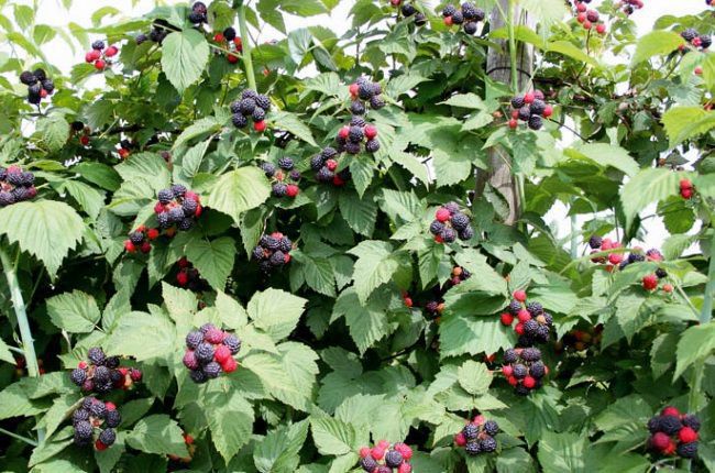 Чорна малина: сорти посадка і догляд. Розмножується вона укоріненням верхівок пагонів, як ожина, ягоди – чорні.