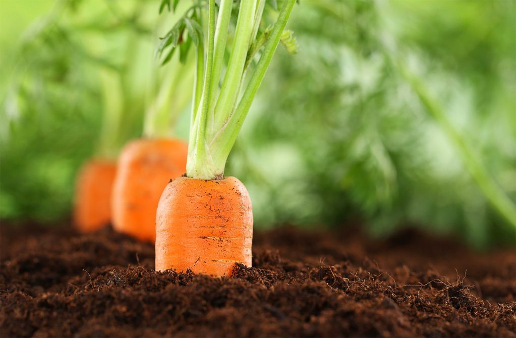 Проріджування моркви: як це правильно зробити?. Проріджування моркви проводять у два етапи.
