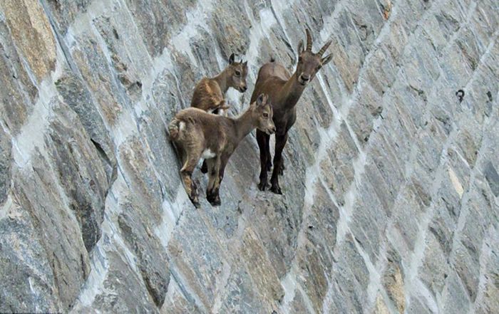 Чому гірський козел називається гірським?. Гірський козел названий гірським невипадково — саме в горах цим тваринам найпростіше ховатися від хижаків.