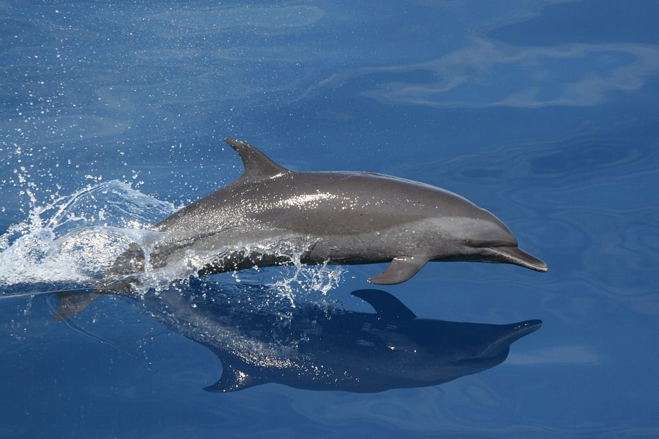 Вчені б'ють на сполох через масову загибель дельфінів в Атлантиці. Фахівці припустили, що це може бути пов'язано з розливом нафти в Мексиканській затоці після вибуху на платформі Deepwater Horizon у квітні 2010 року.