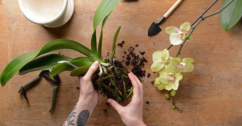 Важлива інформація: як і коли потрібно проводити процедуру пересадки орхідеї. Помилки в цьому процесі можуть стати причиною відсутності цвітіння.