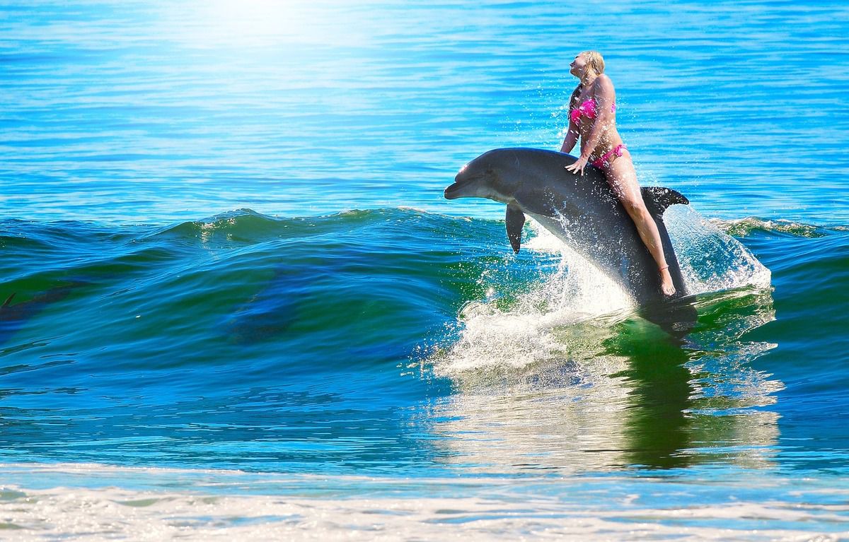 Загадкові випадки, коли дельфіни рятували людей від акул. Історії про те, як дельфіни рятували людей.