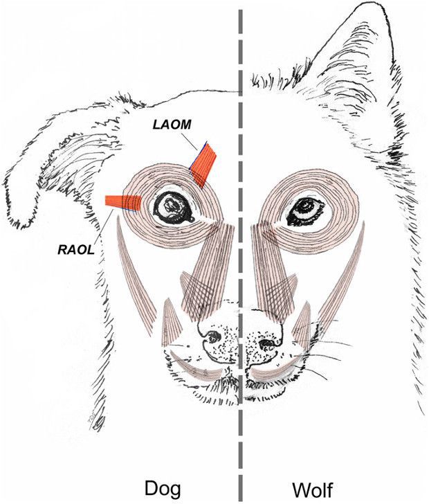 Появу рухомих собачих брів вчені пояснили одомашненням. Цей рух робить очі «дитячими», що подобається людям.