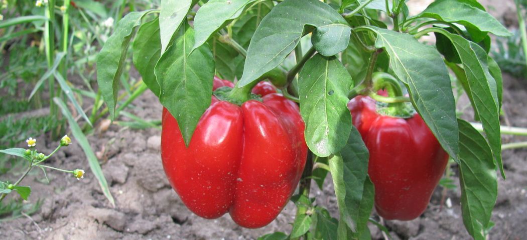 Болгарський перець: догляд та підживлення у відкритому ґрунті. Щоб отримати гарний урожай перцю — потрібен відповідний догляд.
