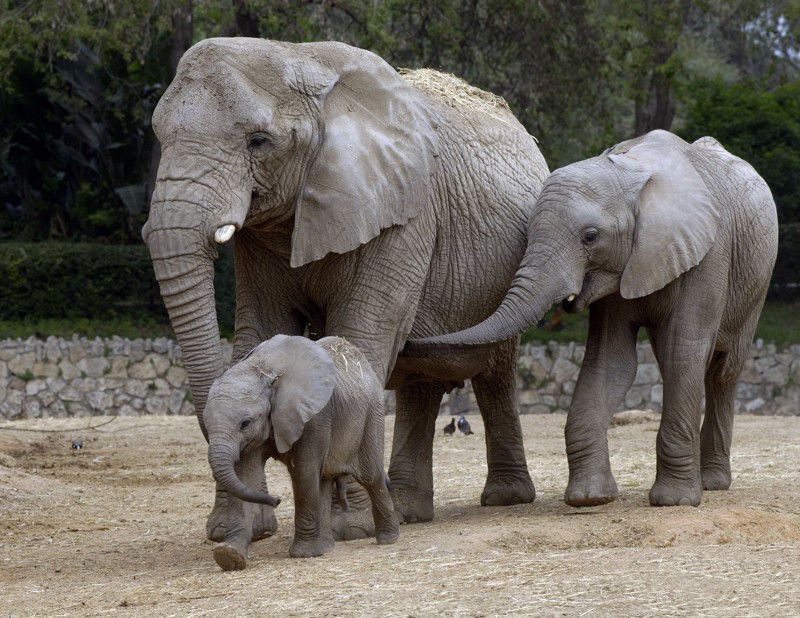 Всесвітній день захисту слонів в зоопарках відзначають 20 червня. Сьогодні, 20 червня, захисники тварин закликають звернути увагу на проблеми слонів — найвеличніших тварин сучасності.