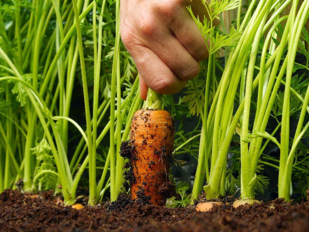 Чи можна посадити моркву в червні?. Правила пізньої посадки моркви в червні. На що слід звернути особливу увагу. Покрокові рекомендації по догляду.