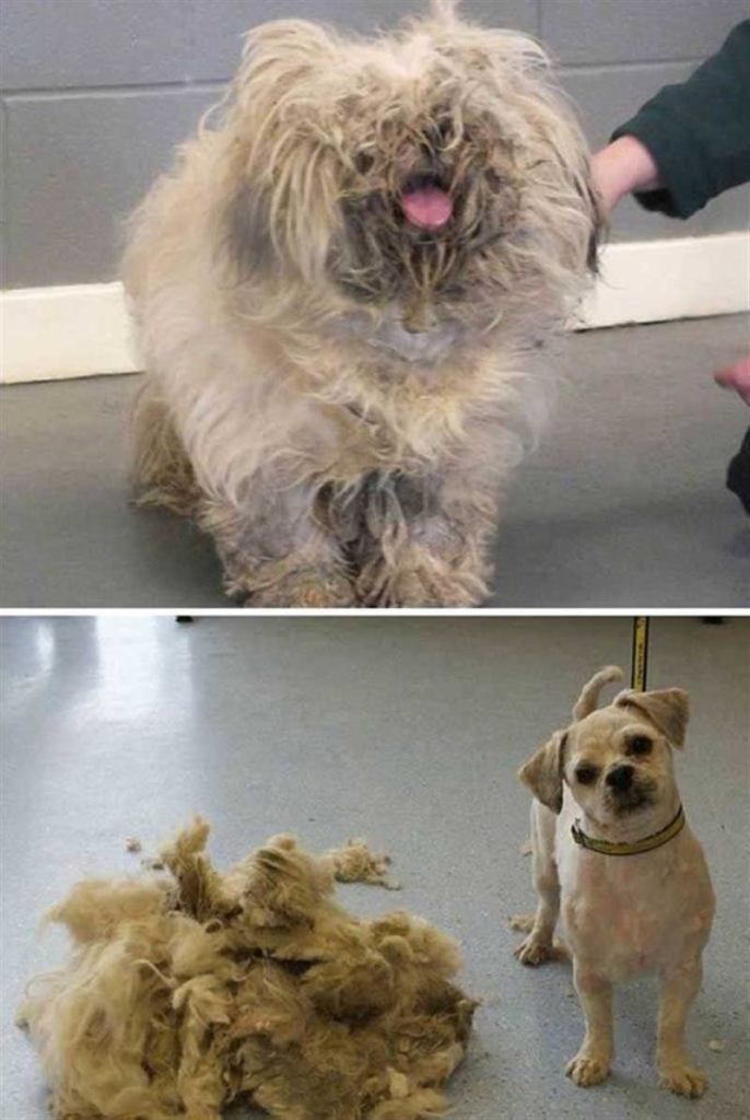 Фото собак після стрижок — суцільне перевтілення. Зазвичай, відвезти тварин до спеціального перукаря — справжнє випробовування для господарів.