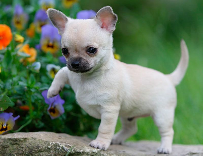 Найменші породи собак. Маленькі собачки трохи їдять і будуть добре себе почувати навіть в малогабаритній квартирі.