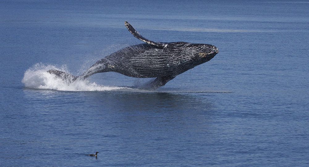 Спів рідкісного японського кита записали вперше біологи. За вісім років спостережень вчені зафіксували чотири типи пісень.