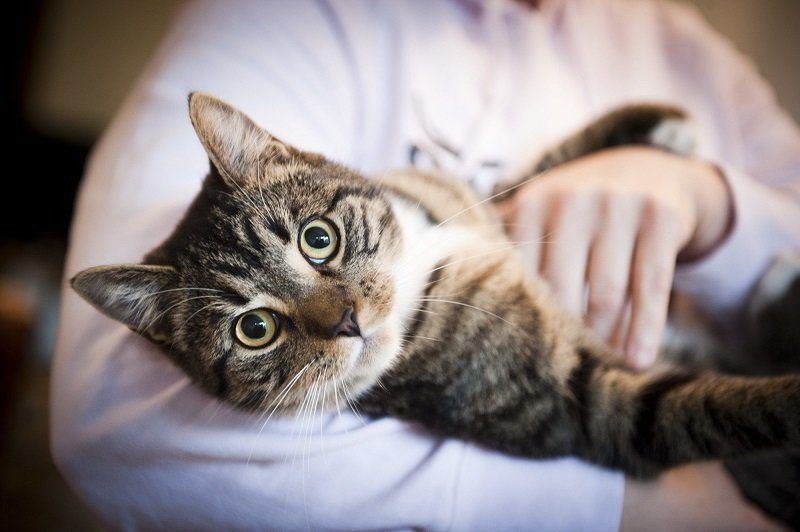 Вчені пояснили, чому кішки не сумують за господарями. Чому кішки, на відміну від собак, не віддані своїм господарям?