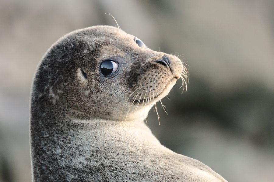 Біологи навчили тюленів наспівувати мелодії. Наприклад, одна самка може наспівати тему з «Зоряних воєн».