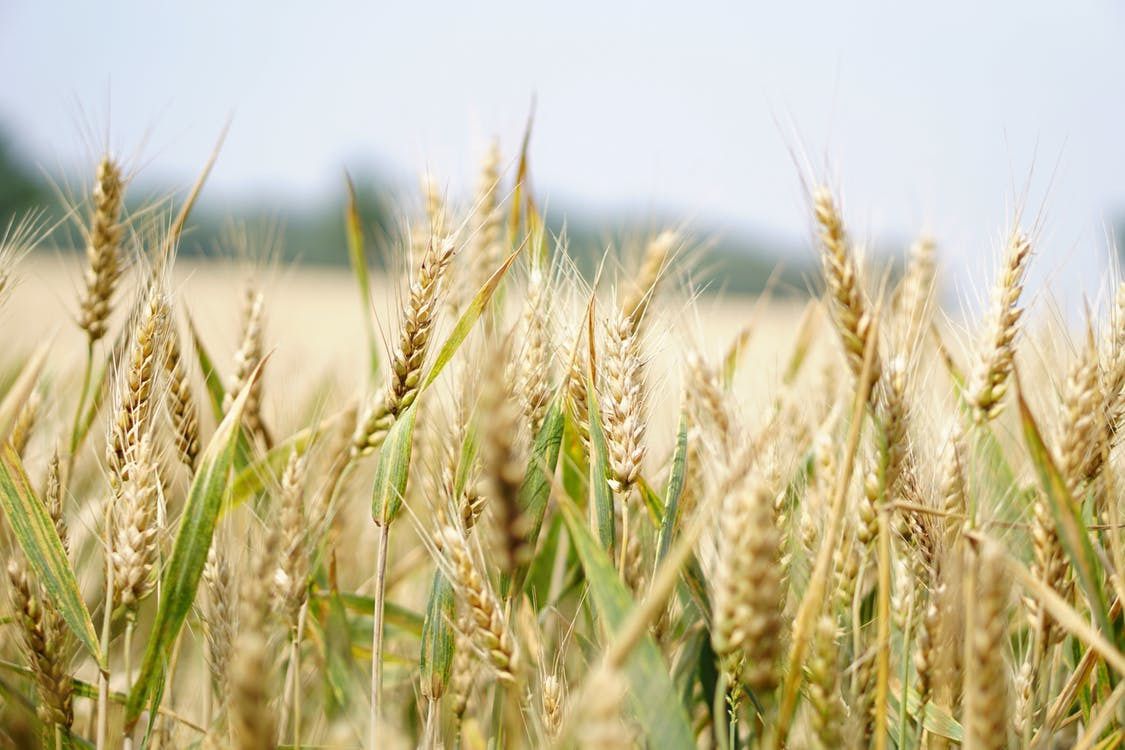 В Україні почали збирання ранніх зернових. У шести областях України розпочалися жнива ранніх зернових культур.