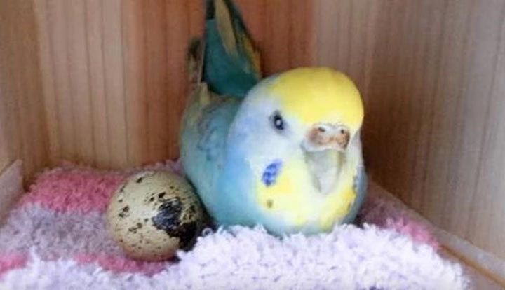 Вона купила перепелине яйце в магазині і підклала його до свого папуги і ось що вийшло. Неймовірна історія!