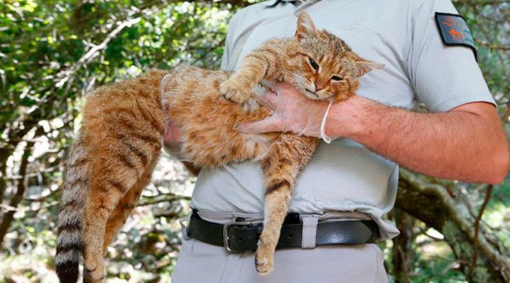 Біологи знайшли на острові Корсика новий вид кішок: «котяча лисиця». Новий вид кішок знайшли на острові Корсика.