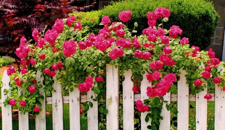 Чим підживити плетисті троянди для підтримки пишного цвітіння. Чим відрізняються підживлення на початку і в кінці сезону.