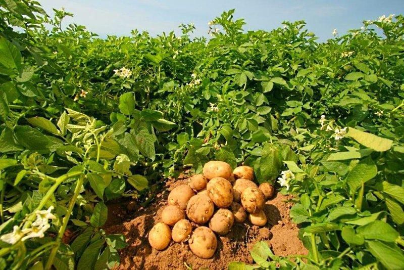 Чим підживити картоплю: які добрива і коли краще вносити, поради фахівців. Правильний підхід до внесення підгодівлі і особливі переваги овочевої культури.