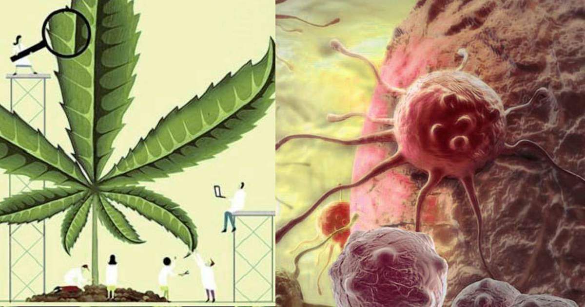 Лікарі з Німеччини зробили відкриття: марихуана вбиває ракові клітини. Вчені вже давно кажуть про те, що марихуана зміцнює імунну систему і бореться з раком.