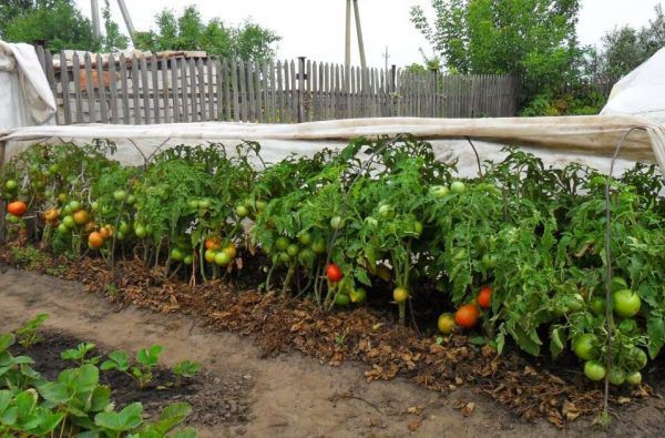 Догляд за помідорами у відкритому грунті: полив, підживлення, формування, підгортання. Томати, мабуть, найпопулярніші овочі на наших городах.