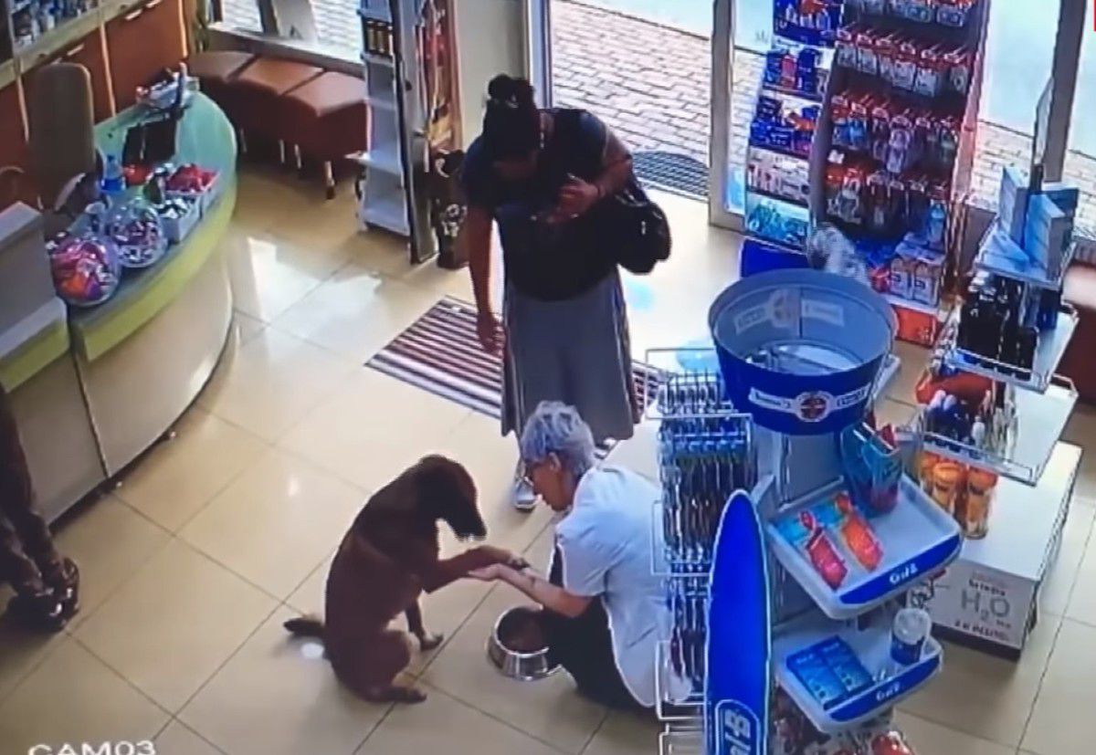 Розумний пес зайшов в одну зі Стамбульських аптек і попросив про медичну допомогу. Цей момент зняли камери відеоспостереження.