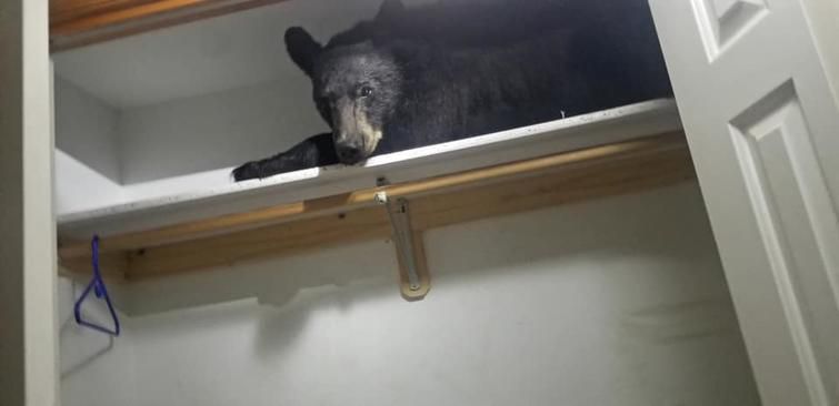 Непрохані гості: люди знайшли ведмедя в шафі. Алігатор на кухні і ведмідь у шафі.