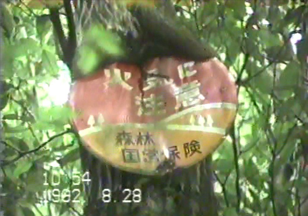Подивіться що стало з дорожнім знаком який, озвіріло від голоду дерево 12 років тому почало з'їдати. Черговий фільм жахів? Ні, божевільна японська реальність.
