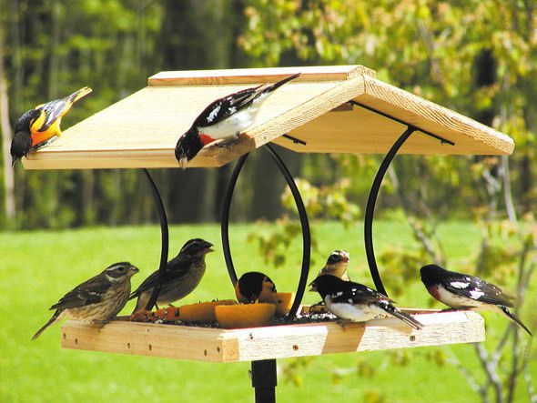 Як залучити у сад птахів. Зробити це зовсім не складно, достатньо лише залишити для них їжу.