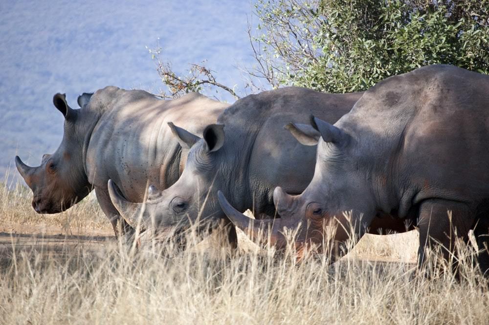 Вчені намагаються відновити популяції північних білих носорогів. Їм вдалося перенести ембріон в матку самки південного білого носорога.