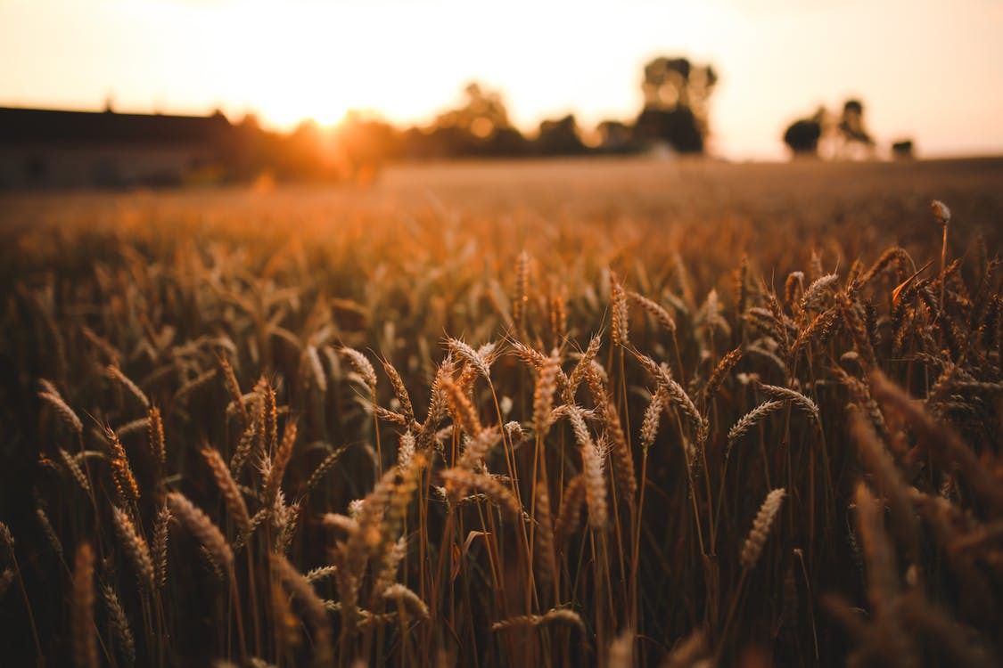 Україна збільшила експорт зернових культур. Для внутрішнього споживання залишилося понад 20 млн тонн зібраного врожаю.