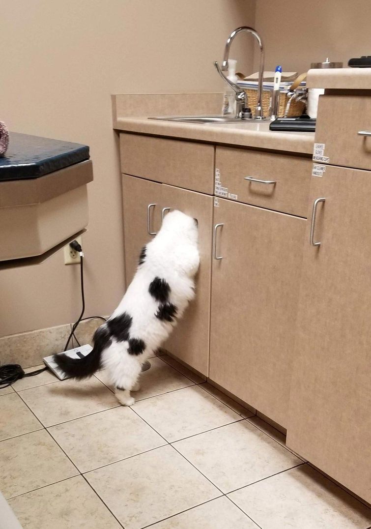 Кіт не хотів йти до ветеринара, тому придумав геніальний спосіб сховатися. А в цьому щось є...