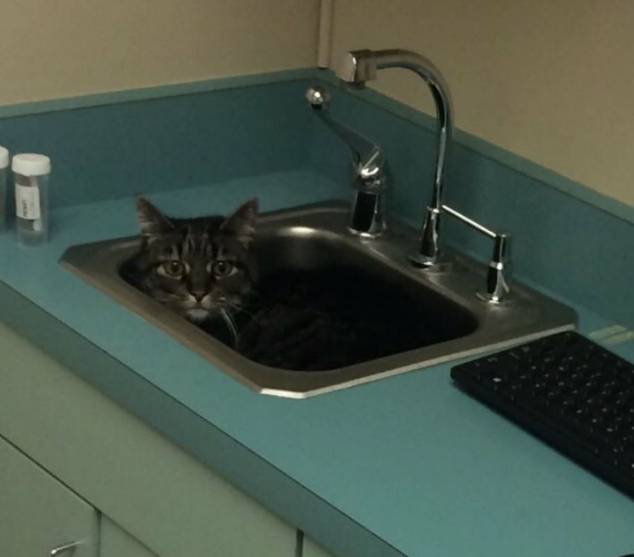 Кіт не хотів йти до ветеринара, тому придумав геніальний спосіб сховатися. А в цьому щось є...