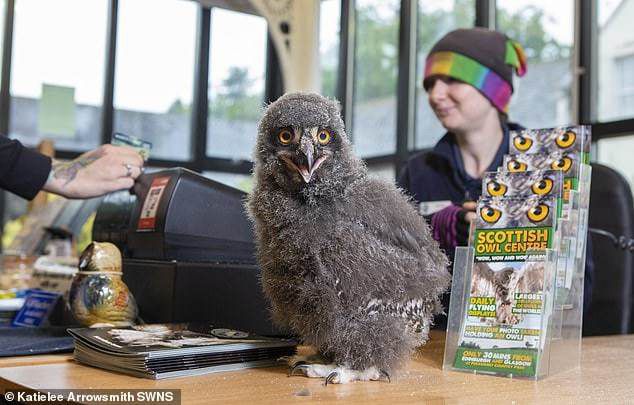 Цей пташеня народився в шотландському совиному центрі та тепер сидить на ресепшені. Так-так, він справжній!