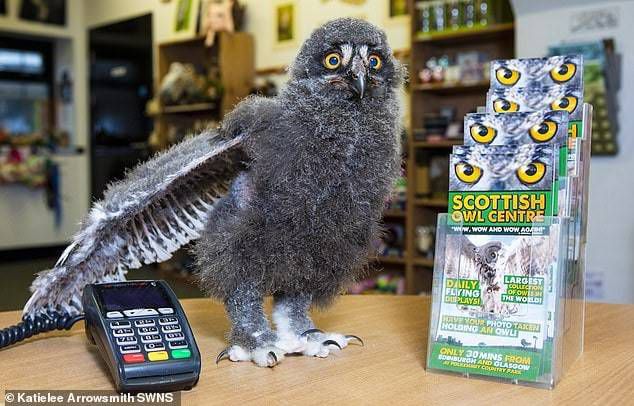 Цей пташеня народився в шотландському совиному центрі та тепер сидить на ресепшені. Так-так, він справжній!